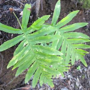 Photographie n°97179 du taxon Polypodium cambricum L. [1753]