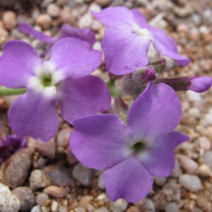 Photographie n°97185 du taxon Matthiola tricuspidata (L.) R.Br. [1812]