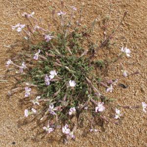 Photographie n°97186 du taxon Silene sericea All. [1785]