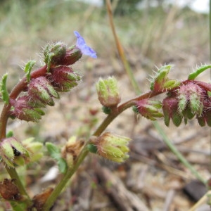 Photographie n°97188 du taxon Anchusa crispa Viv. [1825]