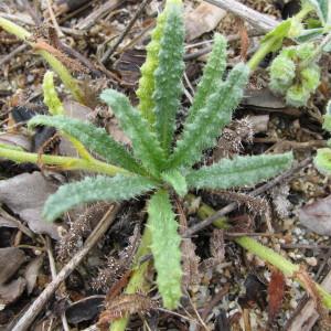 Photographie n°97189 du taxon Anchusa crispa Viv. [1825]