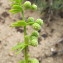  Hugues Tinguy - Galium verrucosum Huds. [1767]