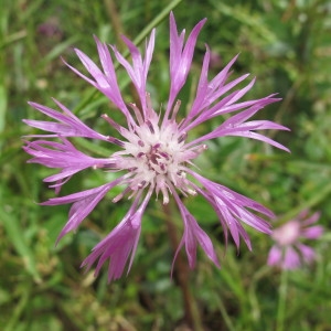 Photographie n°97192 du taxon Centaurea napifolia L. [1753]