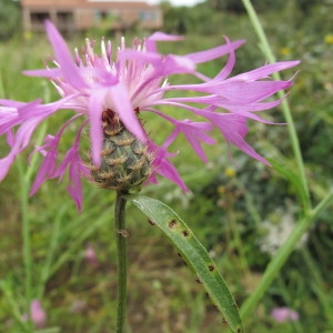 Photographie n°97193 du taxon Centaurea napifolia L. [1753]