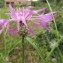  Hugues Tinguy - Centaurea napifolia L. [1753]