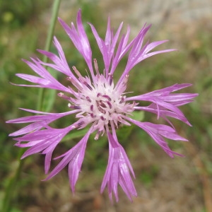 Photographie n°97194 du taxon Centaurea napifolia L. [1753]