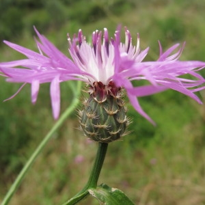 Photographie n°97195 du taxon Centaurea napifolia L. [1753]