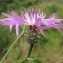  Hugues Tinguy - Centaurea napifolia L. [1753]