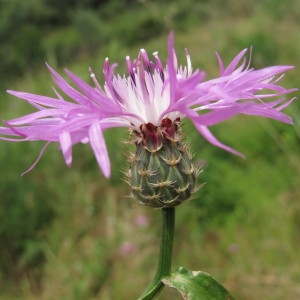 Photographie n°97196 du taxon Centaurea napifolia L. [1753]