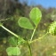  Hugues Tinguy - Medicago sphaerocarpos Bertol. [1810]