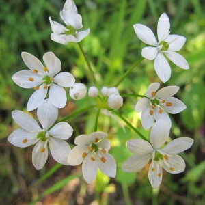 Allium subhirsutum L. (Ail cilié)