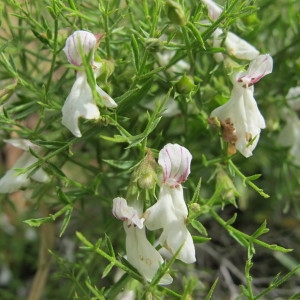 Stachys glutinosa L. (Épiaire poisseuse)