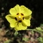  Hugues Tinguy - Tuberaria guttata (L.) Fourr. [1868]