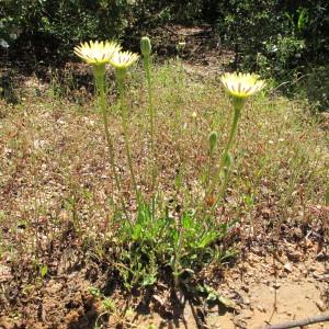 Photographie n°97218 du taxon Urospermum dalechampii (L.) Scop. ex F.W.Schmidt [1795]