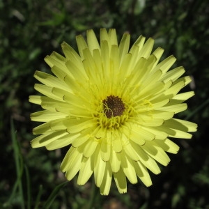 Photographie n°97219 du taxon Urospermum dalechampii (L.) Scop. ex F.W.Schmidt [1795]