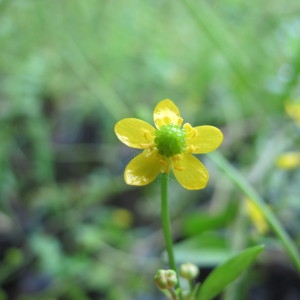 Photographie n°97222 du taxon Ranunculus ophioglossifolius Vill. [1789]