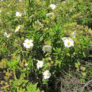 Photographie n°97226 du taxon Cistus monspeliensis L. [1753]