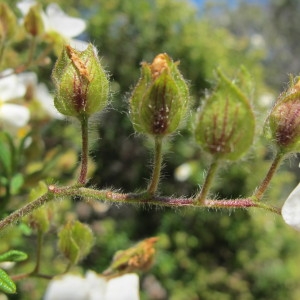 Photographie n°97227 du taxon Cistus monspeliensis L. [1753]