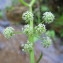  Hugues Tinguy - Helosciadium nodiflorum (L.) W.D.J.Koch [1824]