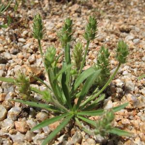 Photographie n°97240 du taxon Plantago bellardii All. [1785]