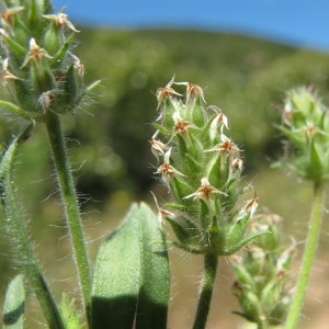 Photographie n°97241 du taxon Plantago bellardii All. [1785]