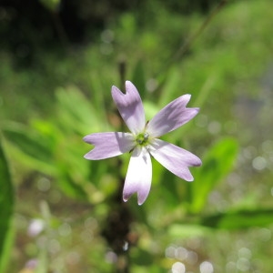 Photographie n°97242 du taxon Silene laeta (Aiton) Godr. [1847]