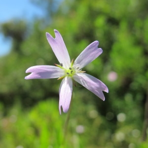 Lychnis palustris Brot. (Silène de Corse)
