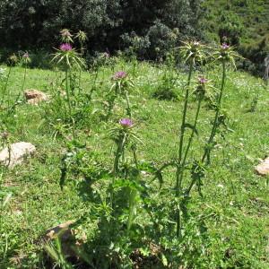 Photographie n°97247 du taxon Silybum marianum (L.) Gaertn. [1791]