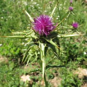 Photographie n°97249 du taxon Silybum marianum (L.) Gaertn. [1791]