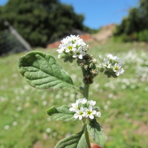 Photographie n°97250 du taxon Heliotropium europaeum L. [1753]