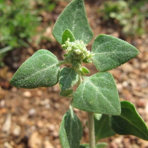 Photographie n°97253 du taxon Chenopodium vulvaria L. [1753]