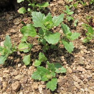 Photographie n°97261 du taxon Chenopodium murale L. [1753]