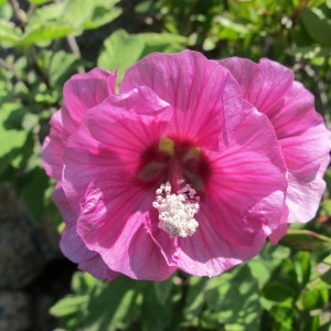 Photographie n°97267 du taxon Lavatera arborea L. [1753]