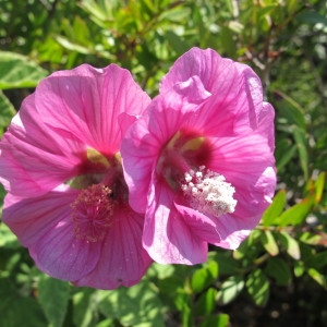 Photographie n°97268 du taxon Lavatera arborea L. [1753]