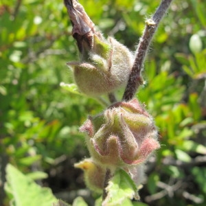 Photographie n°97269 du taxon Lavatera arborea L. [1753]