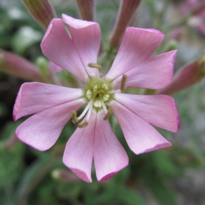 Silene velutina Pourr. ex Loisel. (Silène velouté)