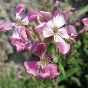 Photographie n°97285 du taxon Silene velutina Pourr. ex Loisel. [1809]