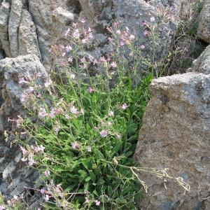 Photographie n°97286 du taxon Silene velutina Pourr. ex Loisel. [1809]