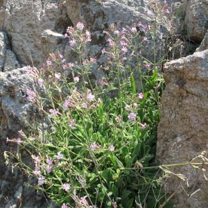 Photographie n°97287 du taxon Silene velutina Pourr. ex Loisel. [1809]