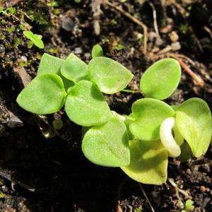 Photographie n°97299 du taxon Theligonum cynocrambe L. [1753]