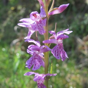 Dactylorhiza saccifera (Brongn.) Soó (Dactylorhize à sac)