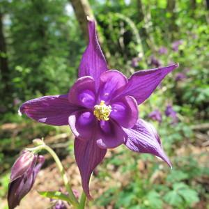 Photographie n°97305 du taxon Aquilegia dumeticola Jord. [1860]