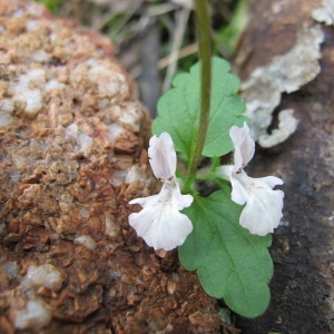 Photographie n°97307 du taxon Stachys corsica Pers. [1806]