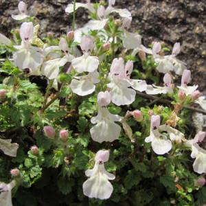 Photographie n°97310 du taxon Stachys corsica Pers. [1806]