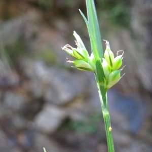 Carex olbiensis Jord. (Laiche d'Hyères)