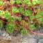  Hugues Tinguy - Saxifraga pedemontana subsp. cervicornis (Viv.) Arcang. [1882]