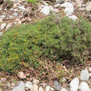 Photographie n°97335 du taxon Anthyllis hermanniae L. [1753]