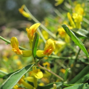 Photographie n°97336 du taxon Anthyllis hermanniae L. [1753]