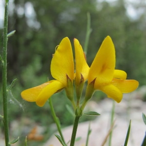 Genista salzmannii DC. (Genêt de Salzmann)