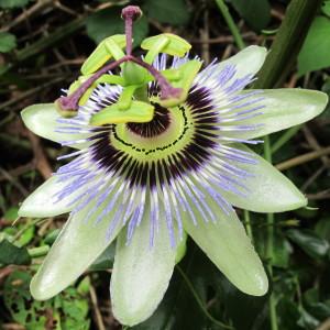 Photographie n°97343 du taxon Passiflora caerulea L. [1753]